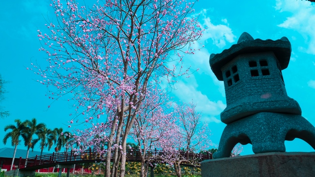 Đón xuân tại chùa Tây Pháp, Tây Ninh