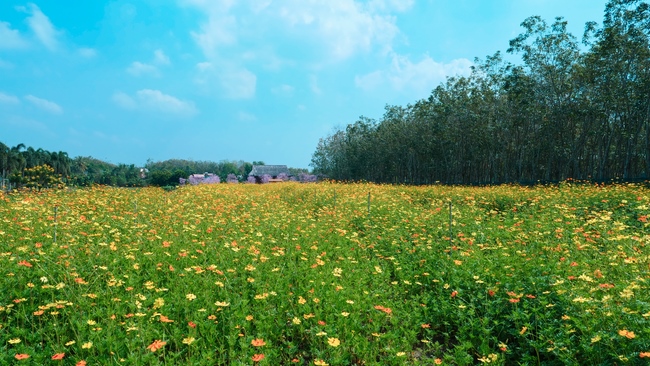 Đón xuân tại chùa Tây Pháp, Tây Ninh