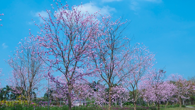Đón xuân tại chùa Tây Pháp, Tây Ninh