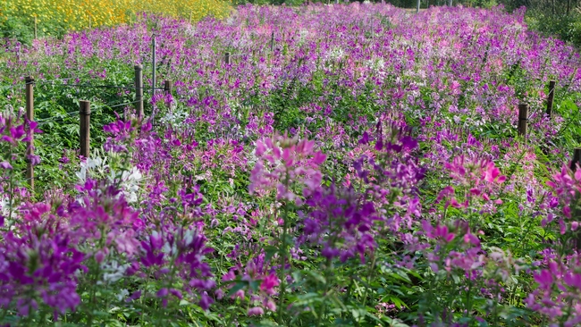 Đón xuân tại chùa Tây Pháp, Tây Ninh