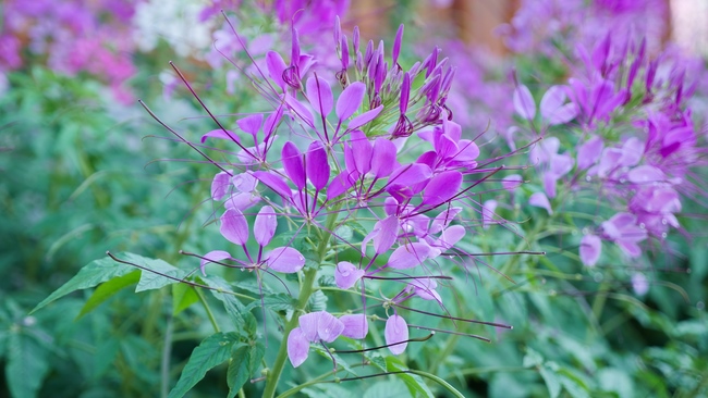 Đón xuân tại chùa Tây Pháp, Tây Ninh