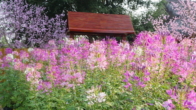 Đón xuân tại chùa Tây Pháp, Tây Ninh