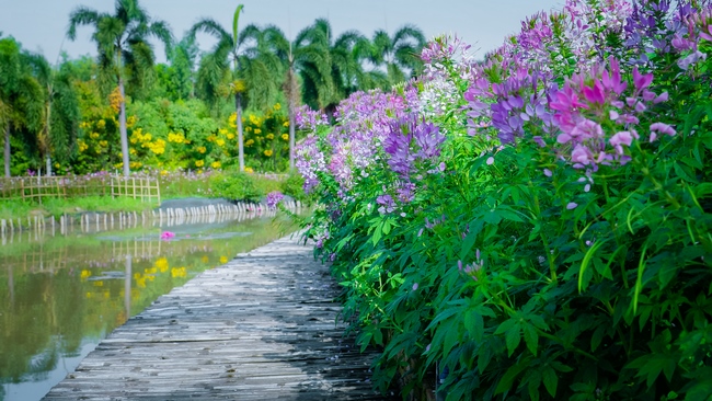 Đón xuân tại chùa Tây Pháp, Tây Ninh