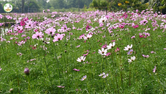 Đón xuân tại chùa Tây Pháp, Tây Ninh