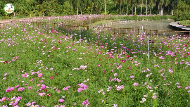 Đón xuân tại chùa Tây Pháp, Tây Ninh
