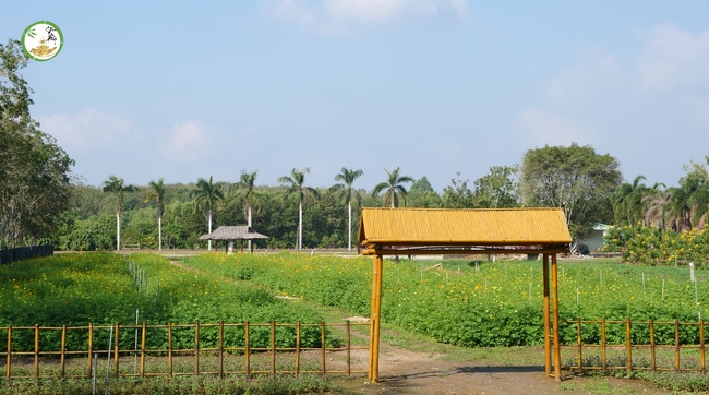 Đón xuân tại chùa Tây Pháp, Tây Ninh