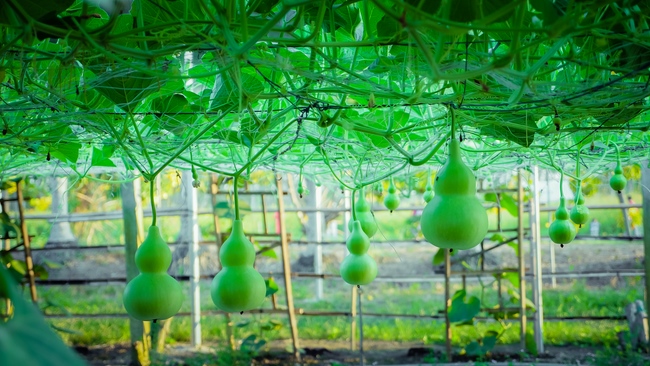 Đón xuân tại chùa Tây Pháp, Tây Ninh