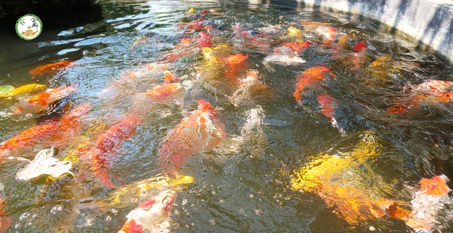 Đón xuân tại chùa Tây Pháp, Tây Ninh