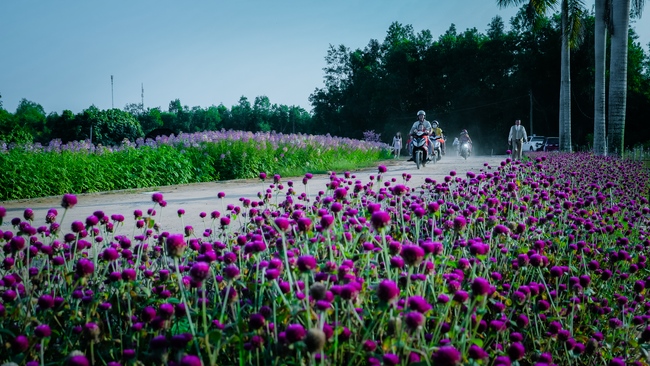Đón xuân tại chùa Tây Pháp, Tây Ninh