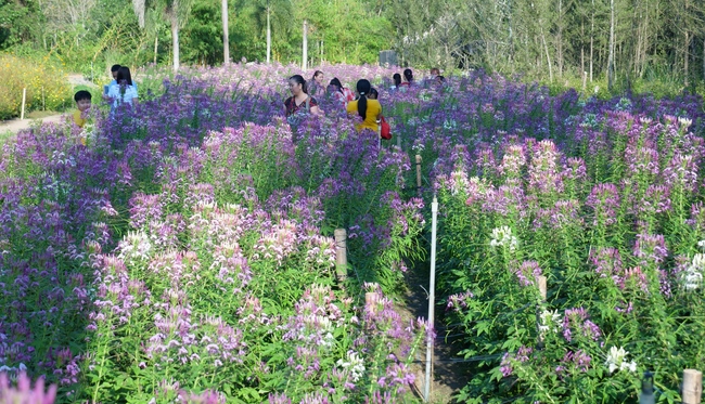 Chùm ảnh mồng ba Tết tại chùa Tây Pháp