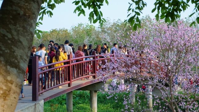 Chùm ảnh mồng hai Tết tại chùa Tây Pháp