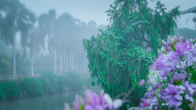 Chùm ảnh mồng bốn Tết tại chùa Tây Pháp