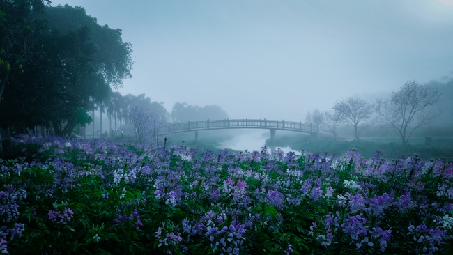 Chùm ảnh mồng bốn Tết tại chùa Tây Pháp