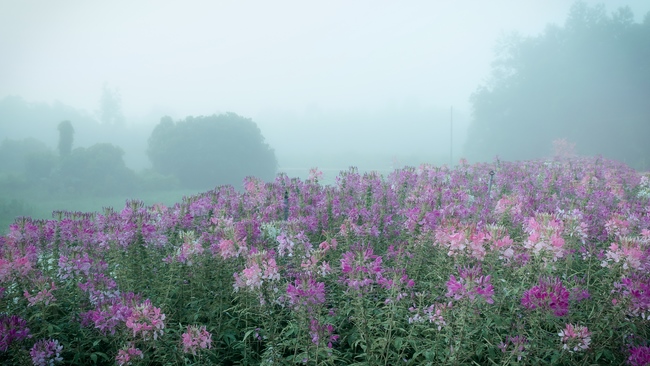 Chùm ảnh mồng bốn Tết tại chùa Tây Pháp