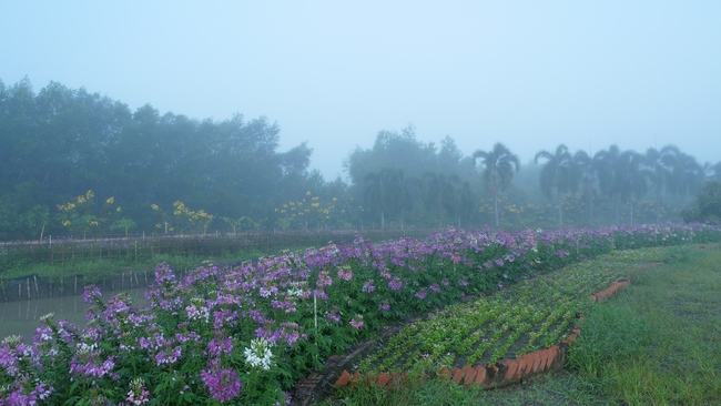Chùm ảnh mồng bốn Tết tại chùa Tây Pháp
