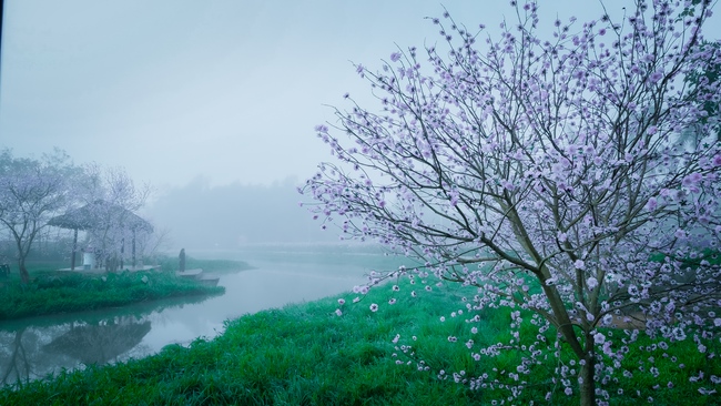 Chùm ảnh mồng bốn Tết tại chùa Tây Pháp