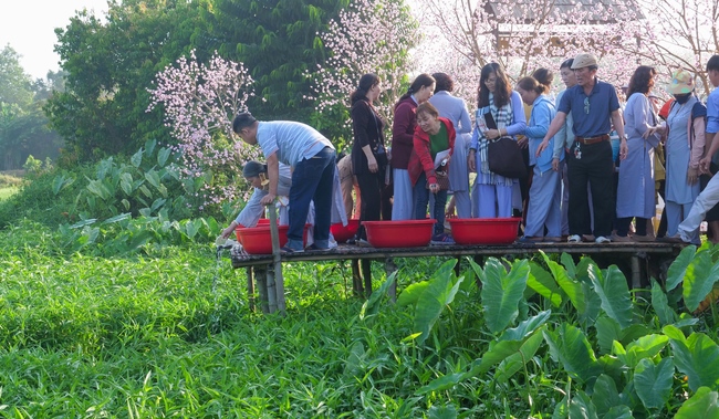 Chùm ảnh mồng năm Tết tại chùa Tây Pháp