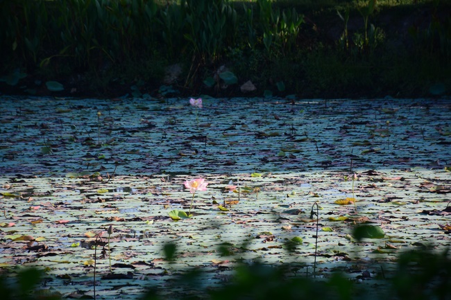Sightseeing tour of prostrating the Buddha at beginning of the year.