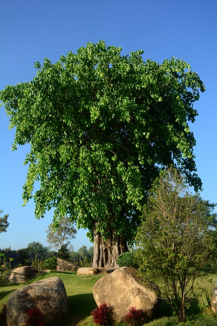 Sightseeing tour of prostrating the Buddha at beginning of the year.