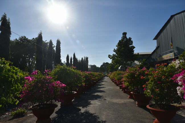 Offering ten pagodas in the year of the Rat