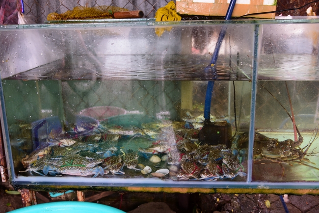 Cúng dường Tam bảo chùa Vĩnh Pháp và phóng sinh biển Nha Trang