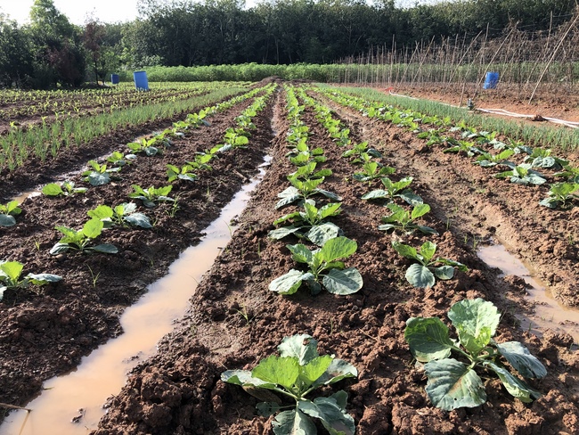 Repentant Ceremony at Suoi Phap Pagoda, Tay Ninh