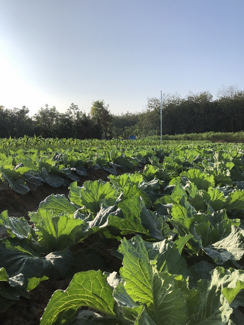 Repentant Ceremony at Suoi Phap Pagoda, Tay Ninh
