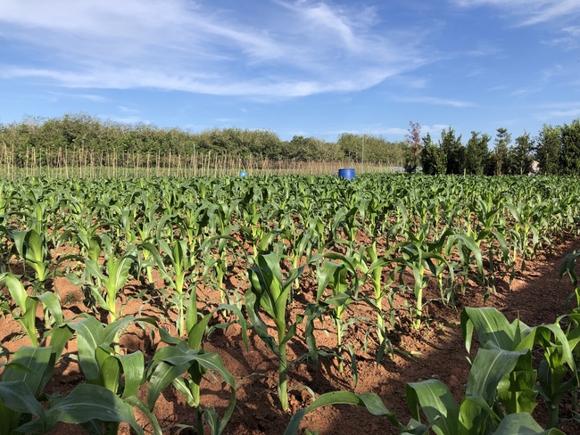 Repentant Ceremony at Suoi Phap Pagoda, Tay Ninh