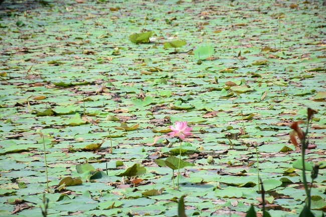 Visiting Truc Lam Chanh Giac Monastery, Tien Giang