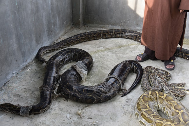 Releasing creatures  at High U Minh forest