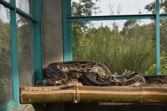 Releasing creatures  at High U Minh forest