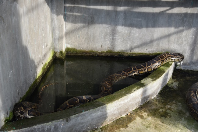 Releasing creatures  at High U Minh forest