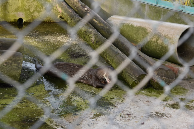 Releasing creatures  at High U Minh forest