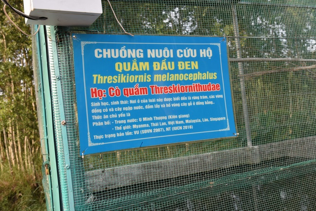 Releasing creatures  at High U Minh forest