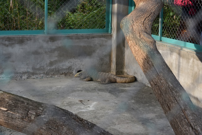 Releasing creatures  at High U Minh forest
