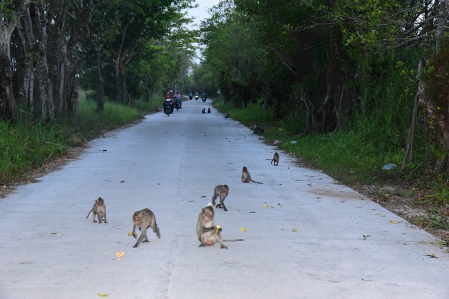 Releasing creatures  at High U Minh forest