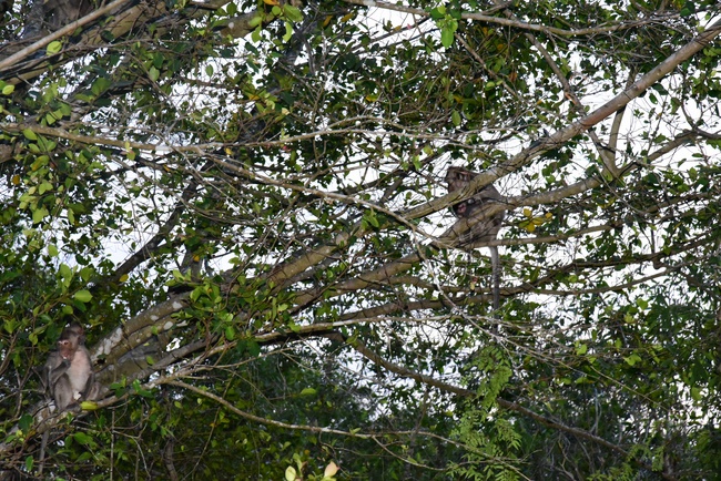 Releasing creatures  at High U Minh forest