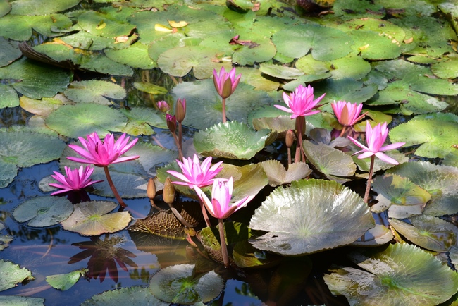 Lễ cầu siêu tại Hậu Giang