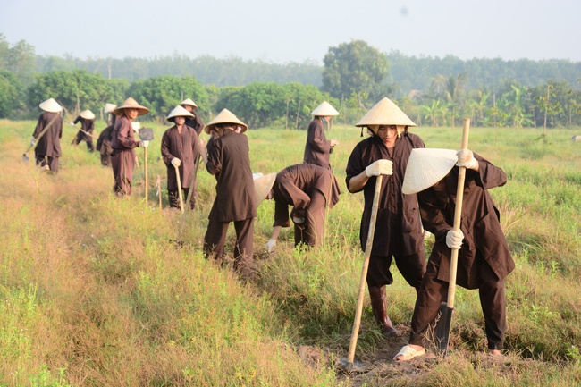 Planting trees in Tay Ninh of the monks of Hoang Phap Pagoda