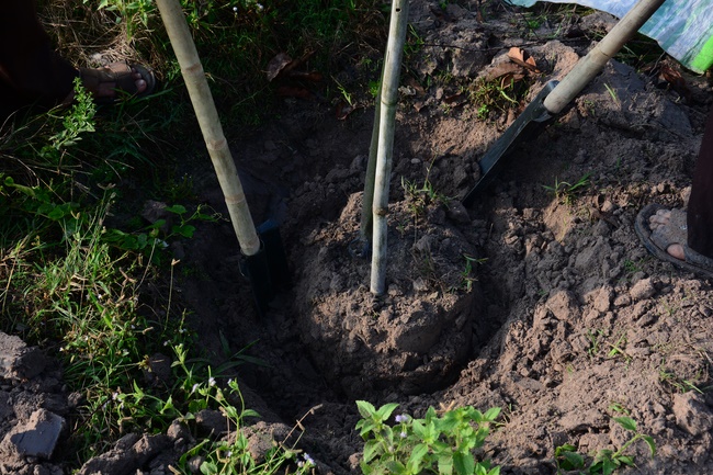Planting trees in Tay Ninh of the monks of Hoang Phap Pagoda