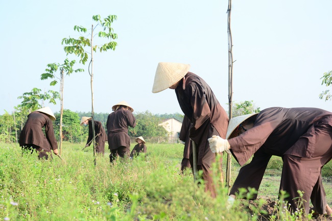 Planting trees in Tay Ninh of the monks of Hoang Phap Pagoda