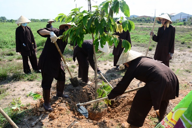 Planting trees in Tay Ninh of the monks of Hoang Phap Pagoda