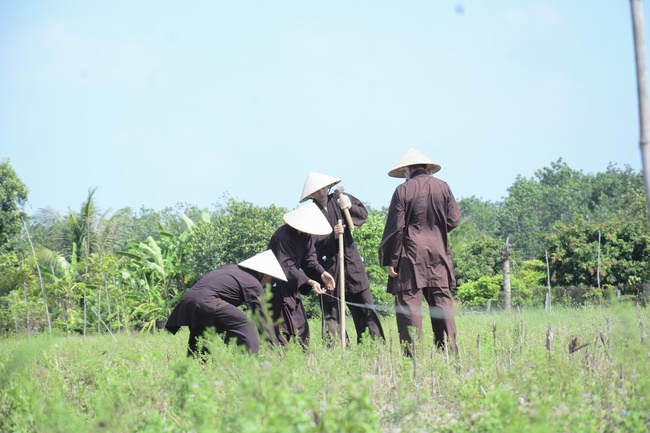 Planting trees in Tay Ninh of the monks of Hoang Phap Pagoda