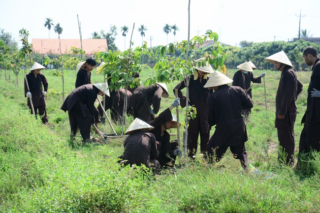 Planting trees in Tay Ninh of the monks of Hoang Phap Pagoda