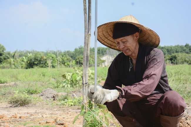 Planting trees in Tay Ninh of the monks of Hoang Phap Pagoda