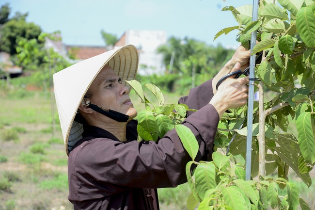 Planting trees in Tay Ninh of the monks of Hoang Phap Pagoda