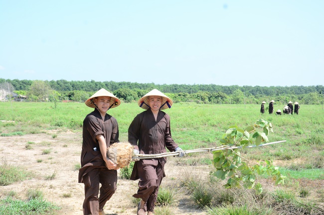 Planting trees in Tay Ninh of the monks of Hoang Phap Pagoda