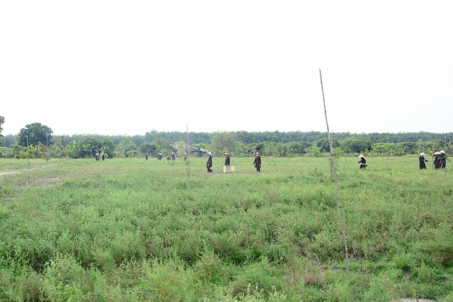 Planting trees in Tay Ninh of the monks of Hoang Phap Pagoda