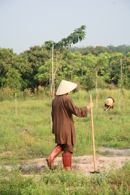 Planting trees in Tay Ninh of the monks of Hoang Phap Pagoda