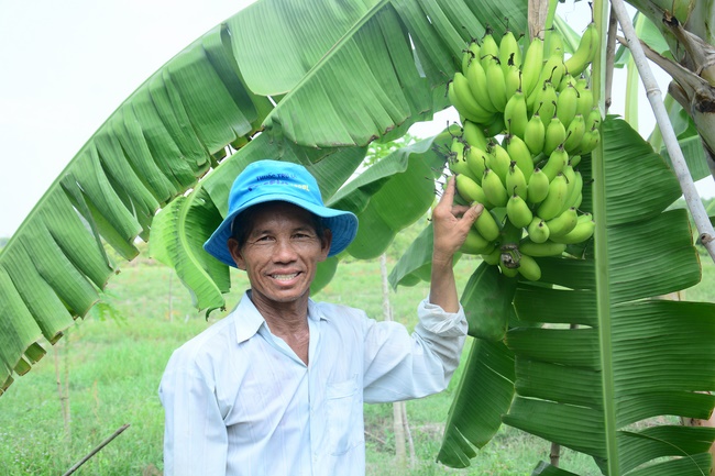 Planting trees in Tay Ninh of the monks of Hoang Phap Pagoda